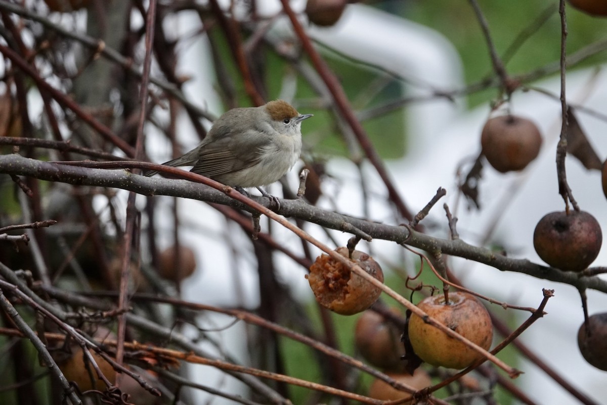 Fauvette à tête noire - ML646441735