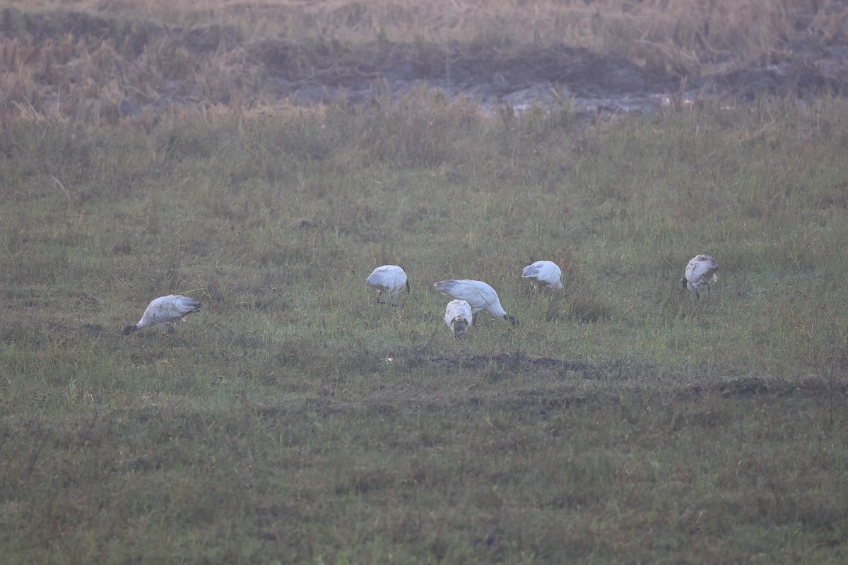 Ibis à tête noire - ML646441736