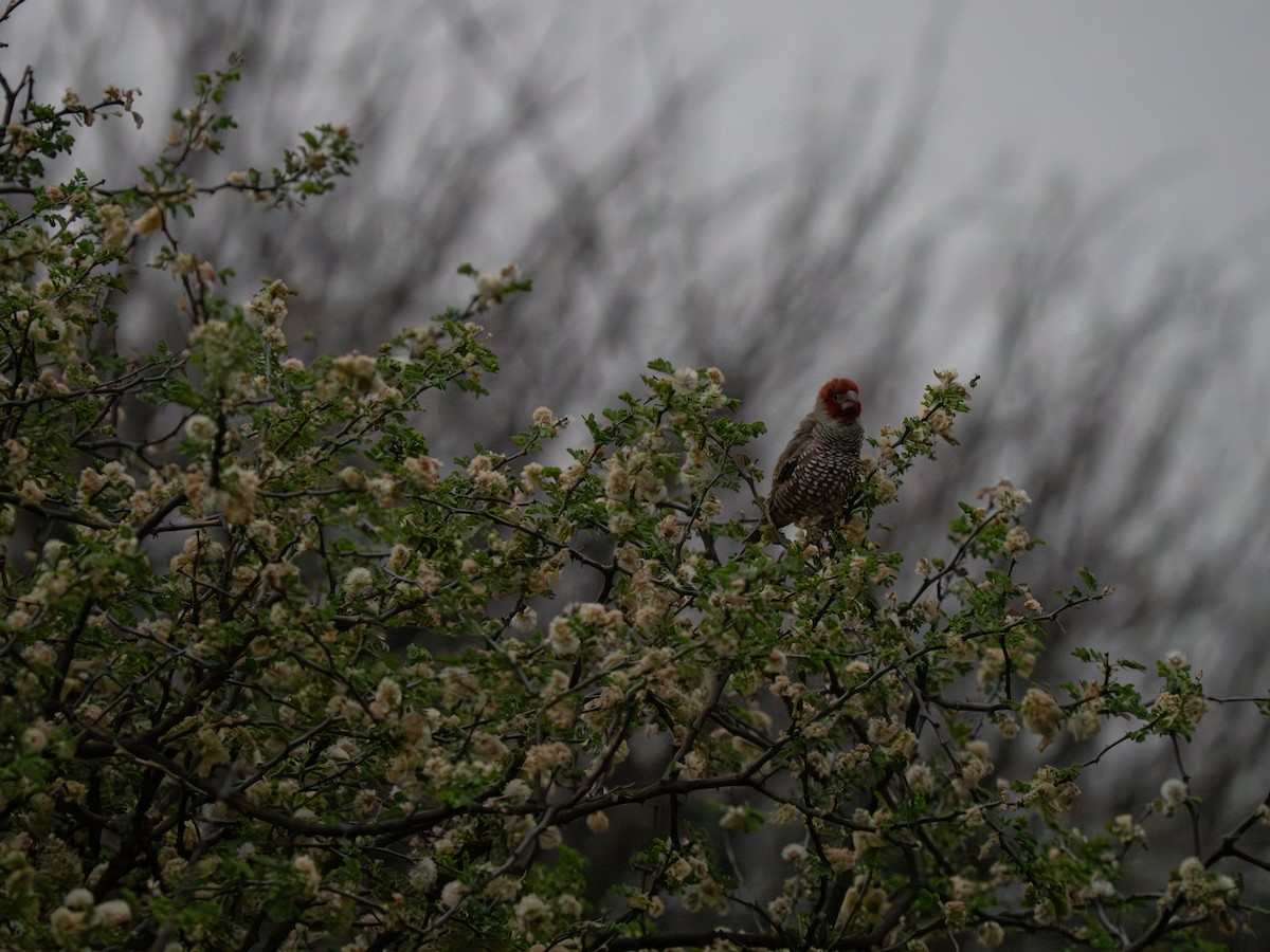 Red-headed Finch - ML646441737