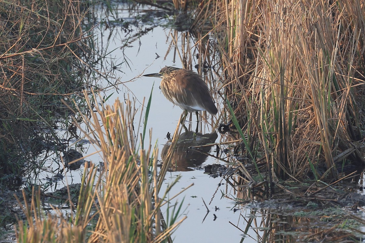 Crabier de Gray - ML646441738