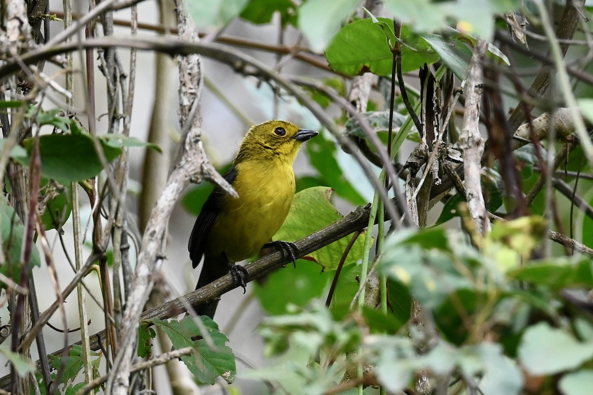 Tohi à tête olive - ML646441739