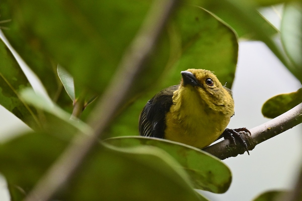 Tohi à tête olive - ML646441740