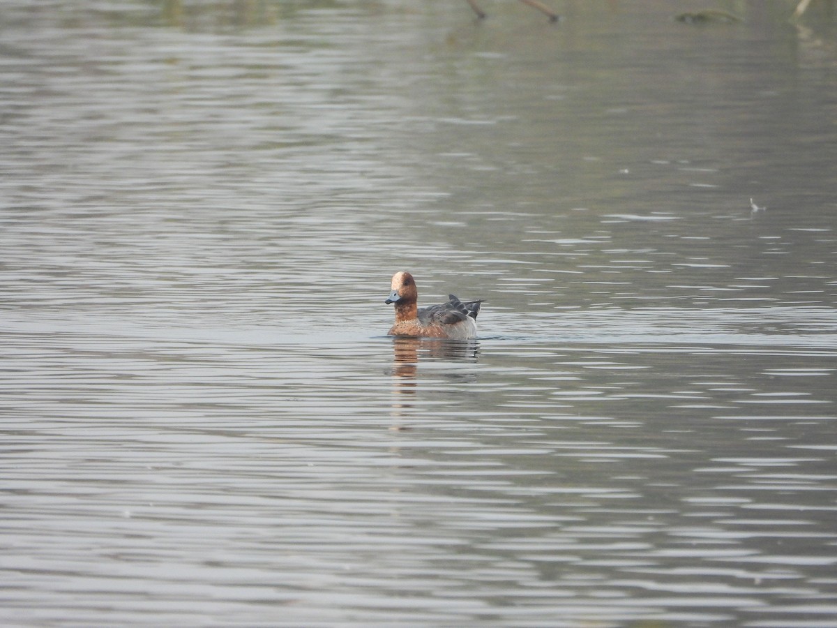 Eurasian Wigeon - ML646441742