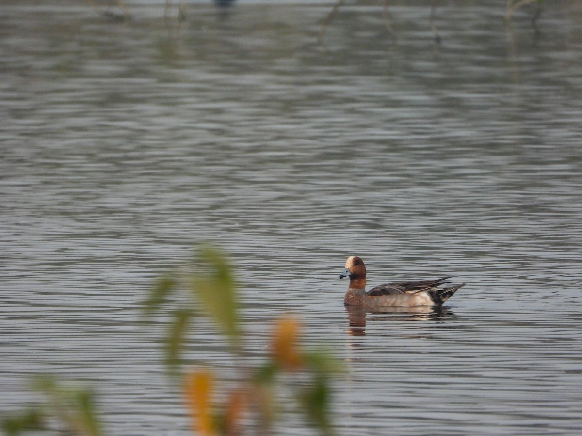Eurasian Wigeon - ML646441743
