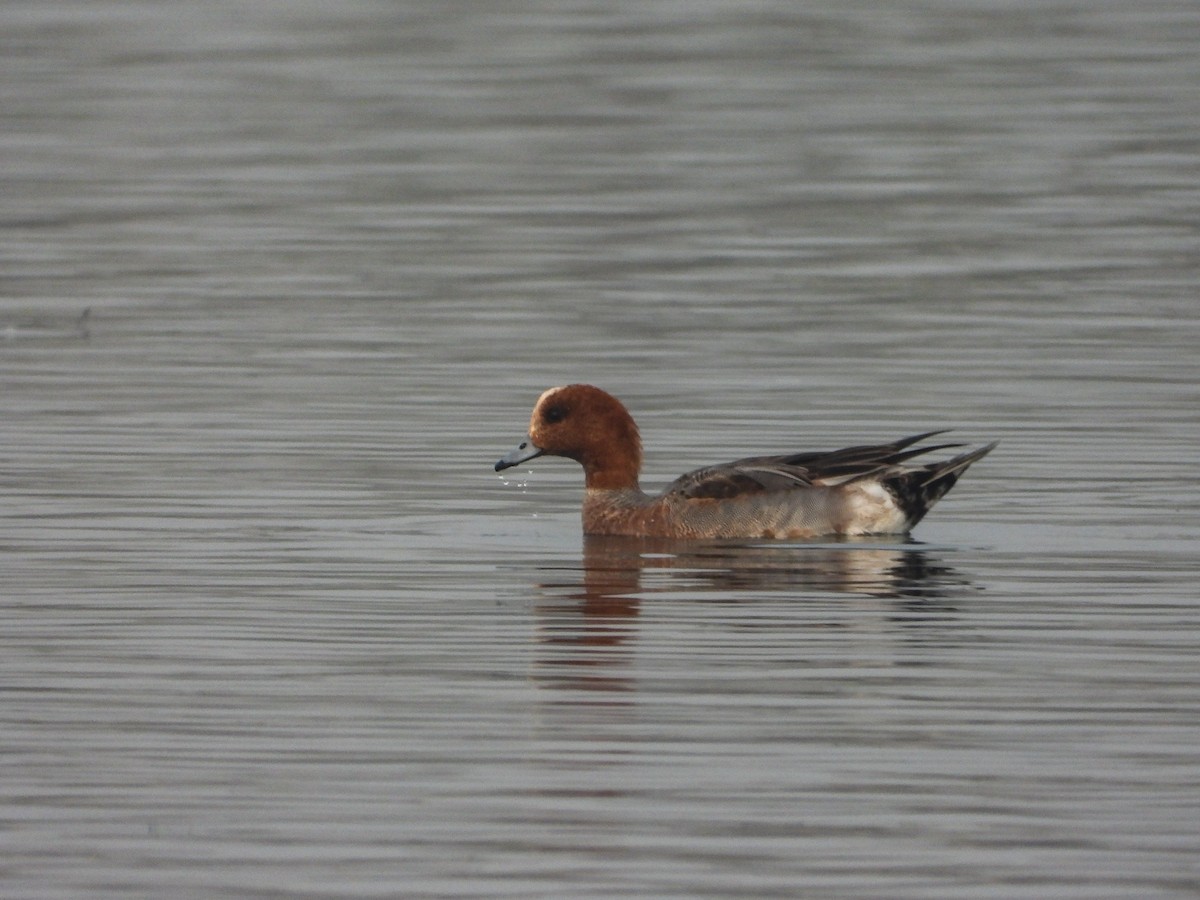 Canard siffleur - ML646441744