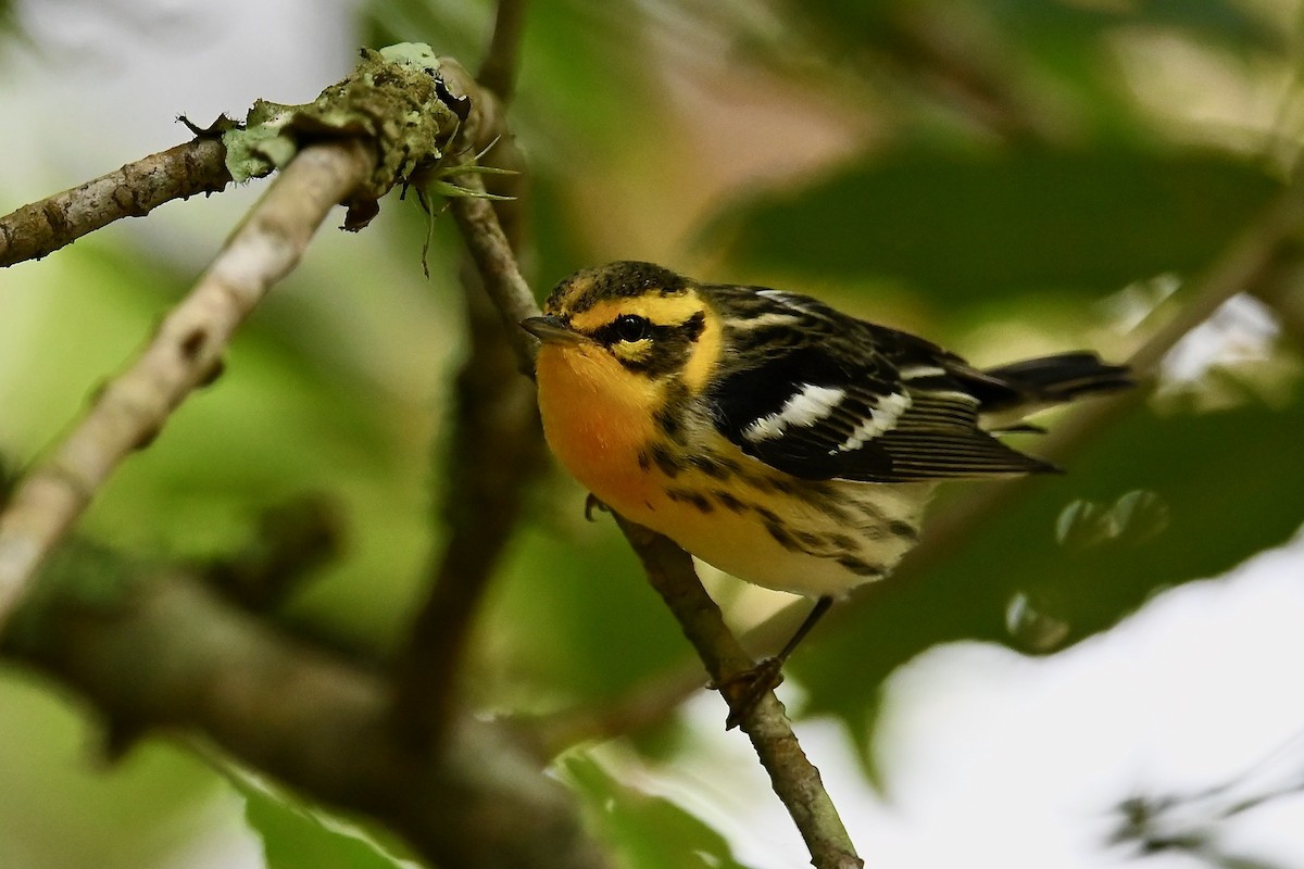 Blackburnian Warbler - ML646441746