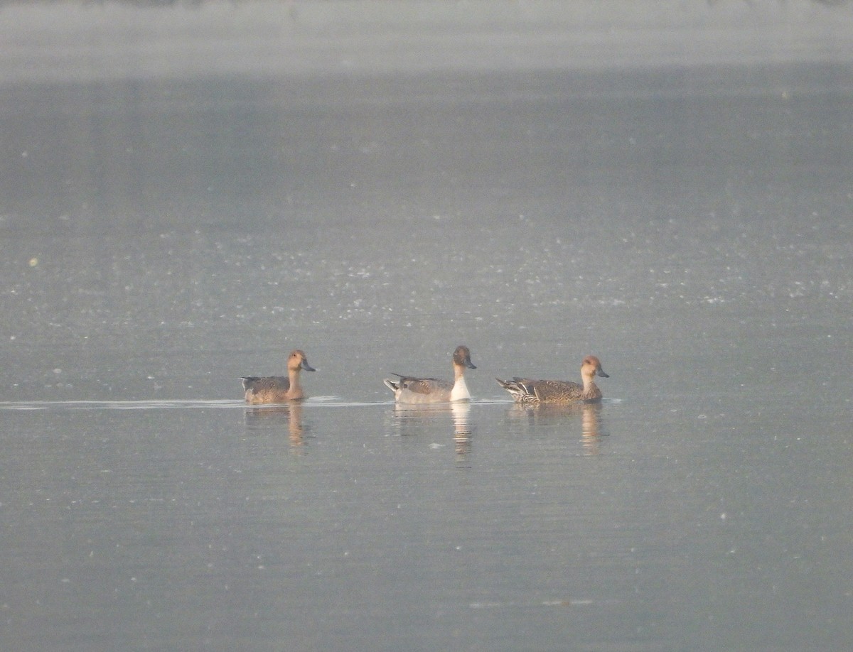 Northern Pintail - ML646441747