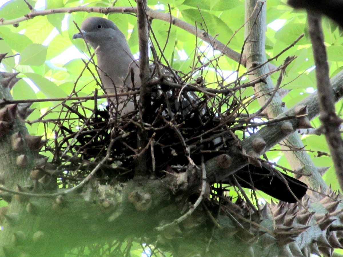 Spot-winged Pigeon - ML646441748