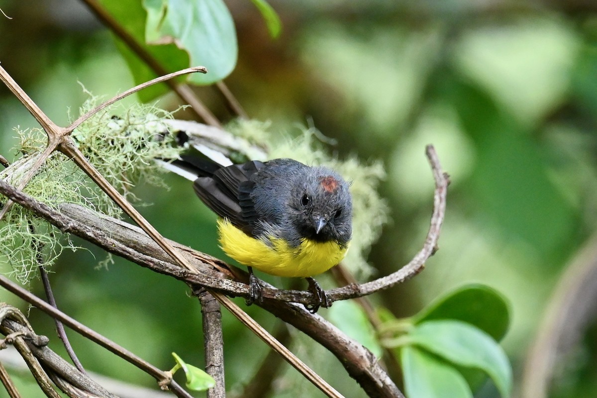 Slate-throated Redstart - ML646441749