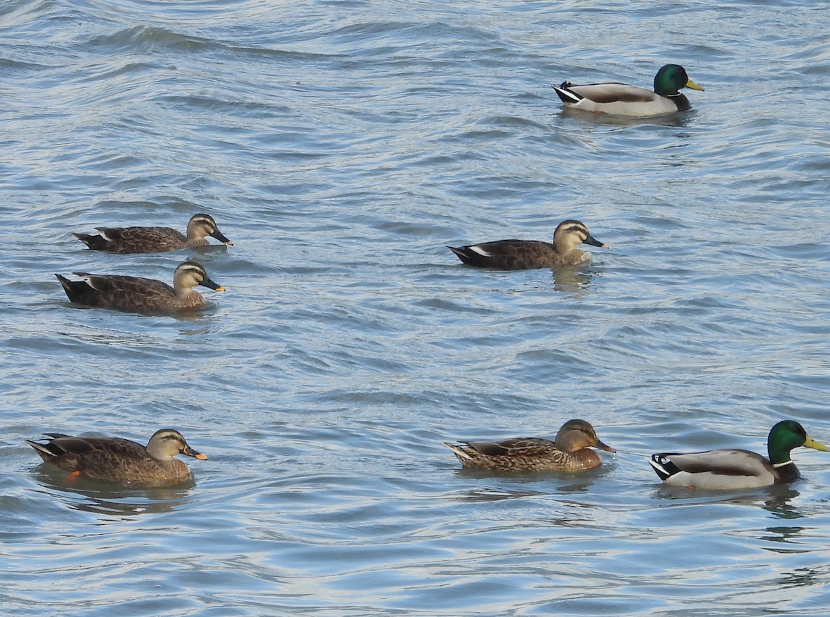 花嘴鴨 - ML646441753