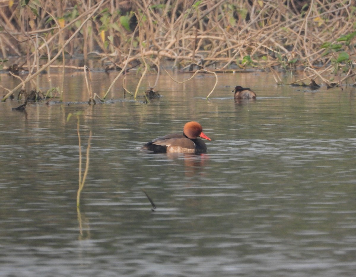 Red-crested Pochard - ML646441754