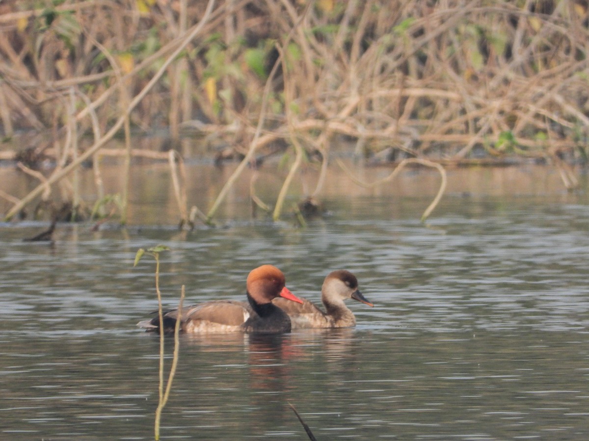 Red-crested Pochard - ML646441755