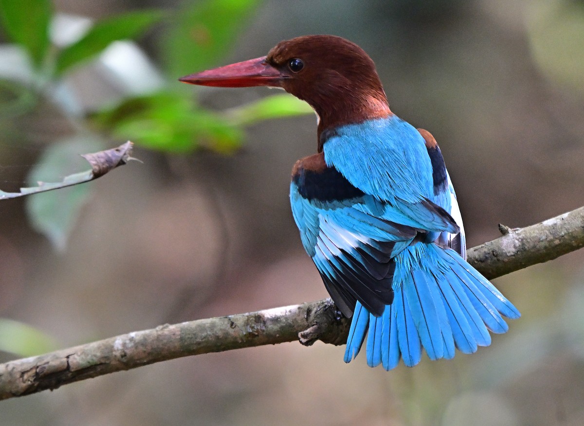 蒼翡翠 - ML646441756