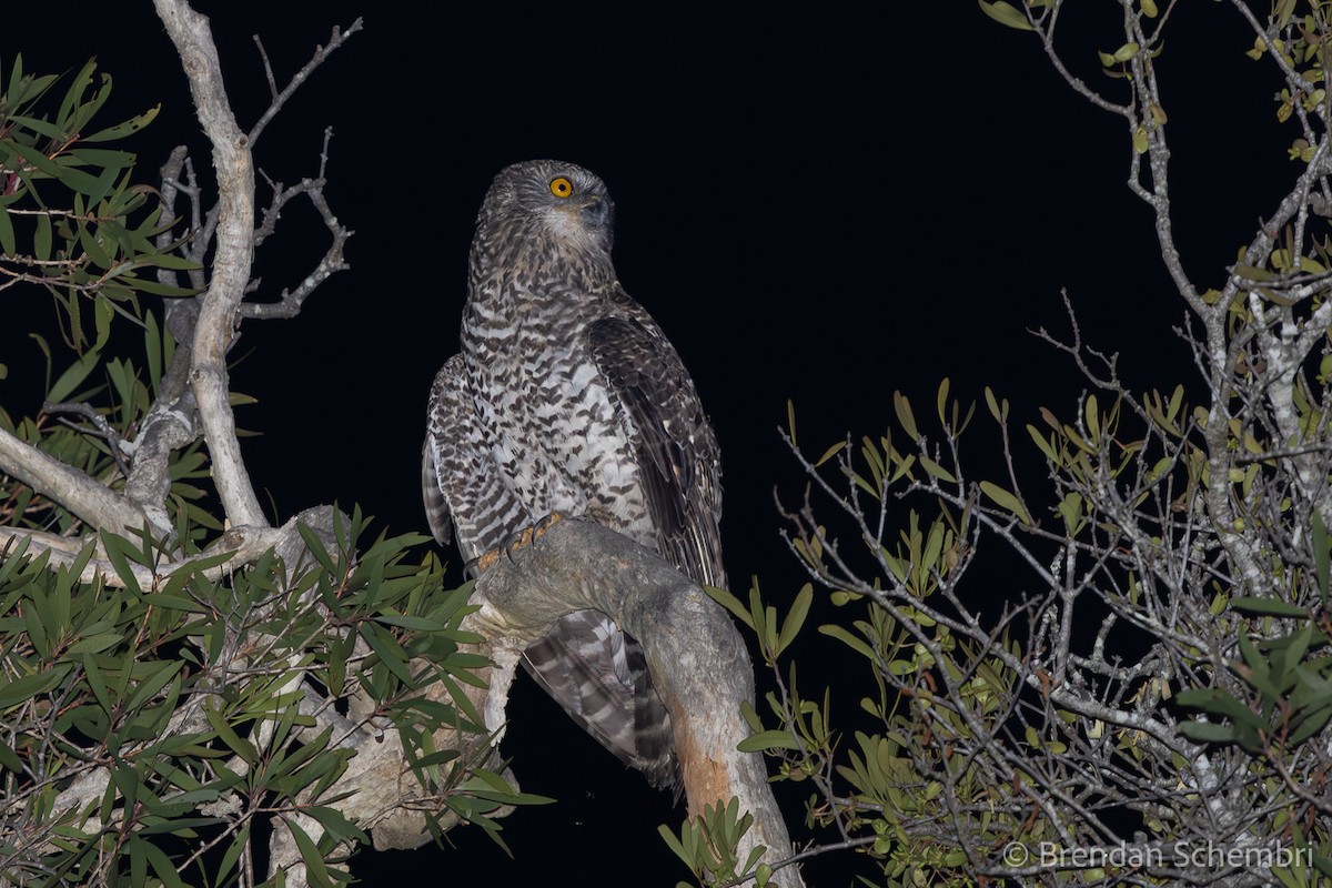 Powerful Owl - ML646441757