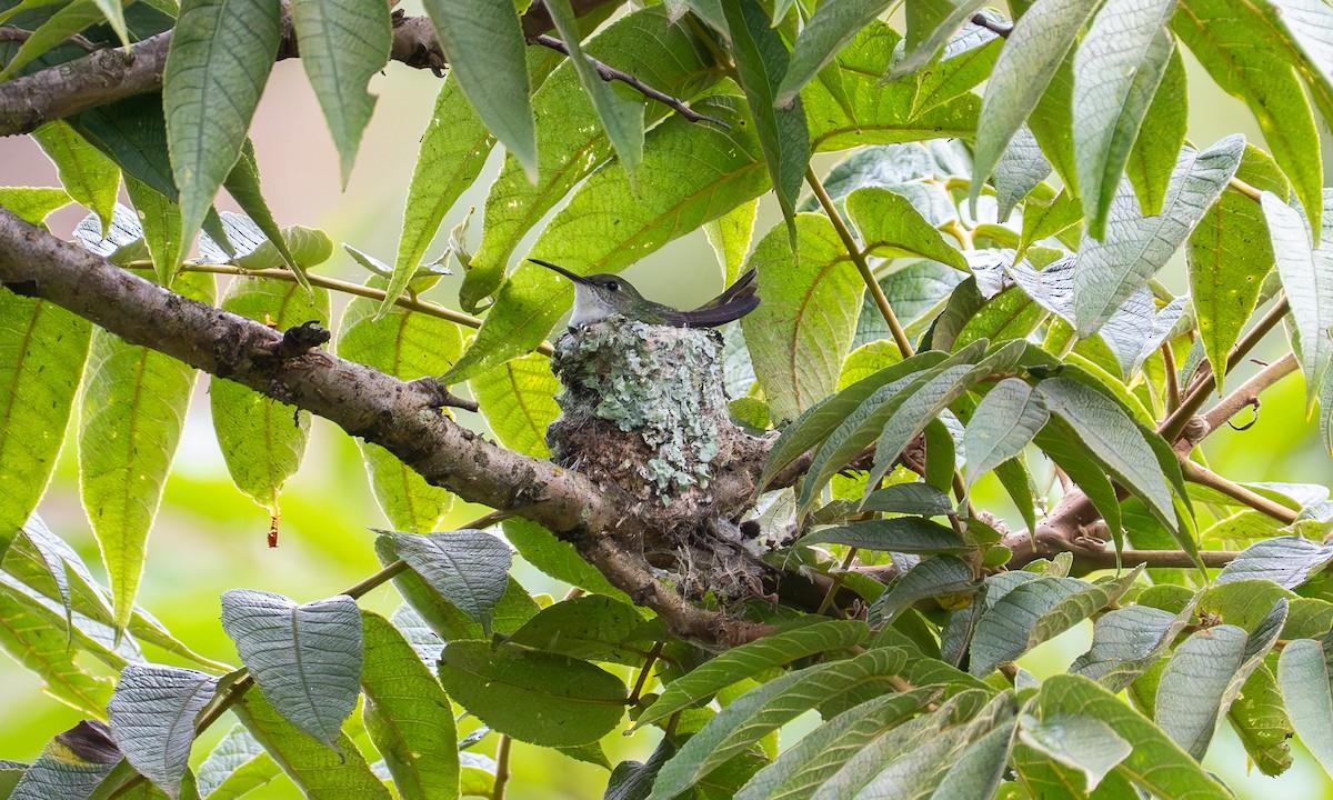 White-bellied Hummingbird - ML646441758