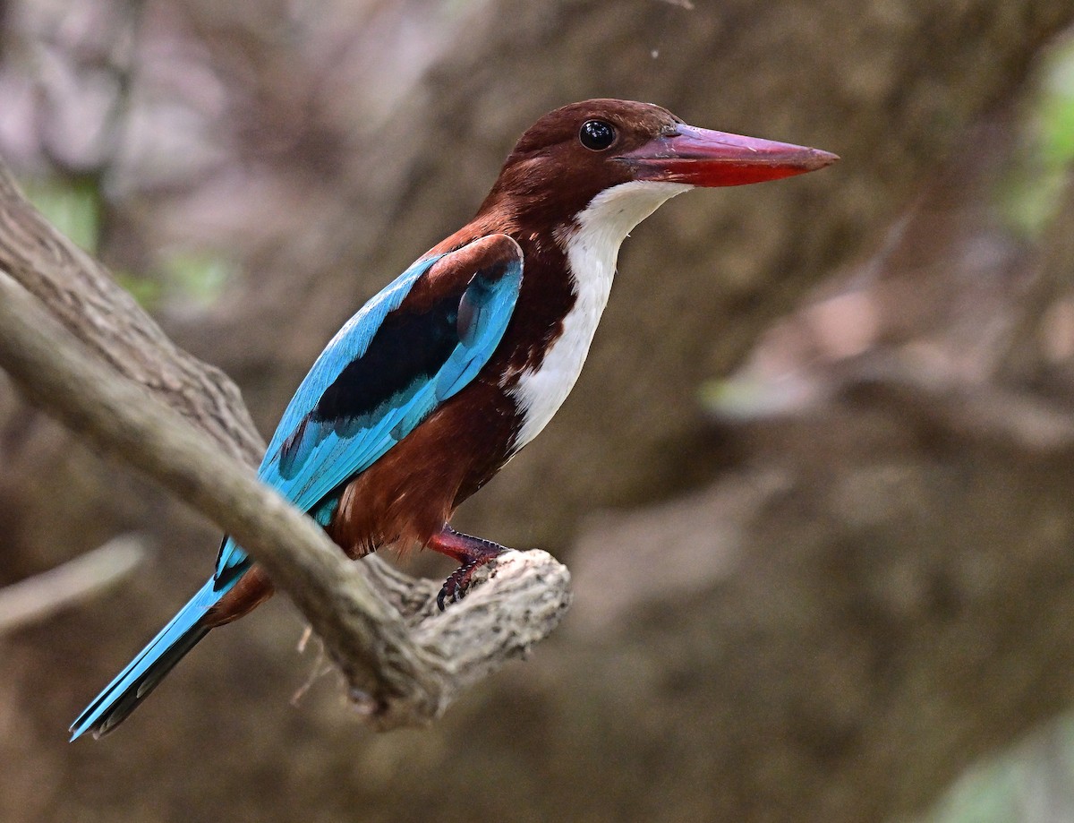 White-throated Kingfisher - ML646441759