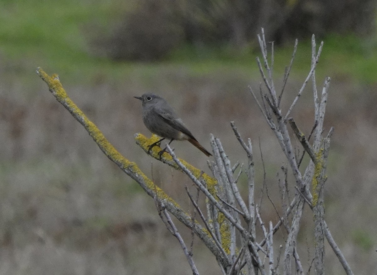 Black Redstart - ML646441760