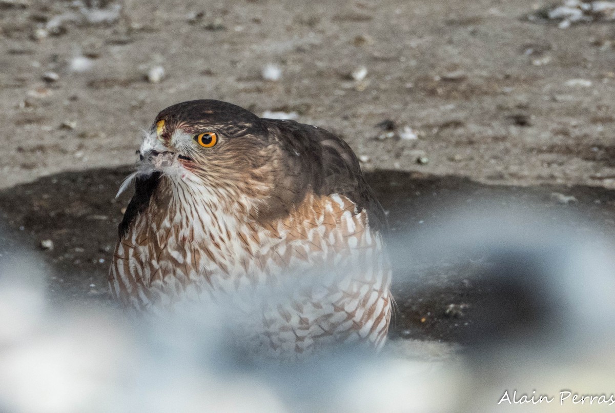 Cooper's Hawk - ML646441762