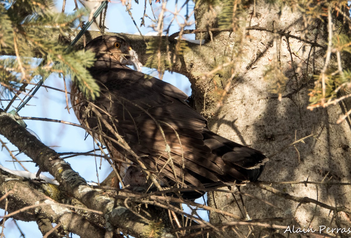 Cooper's Hawk - ML646441763