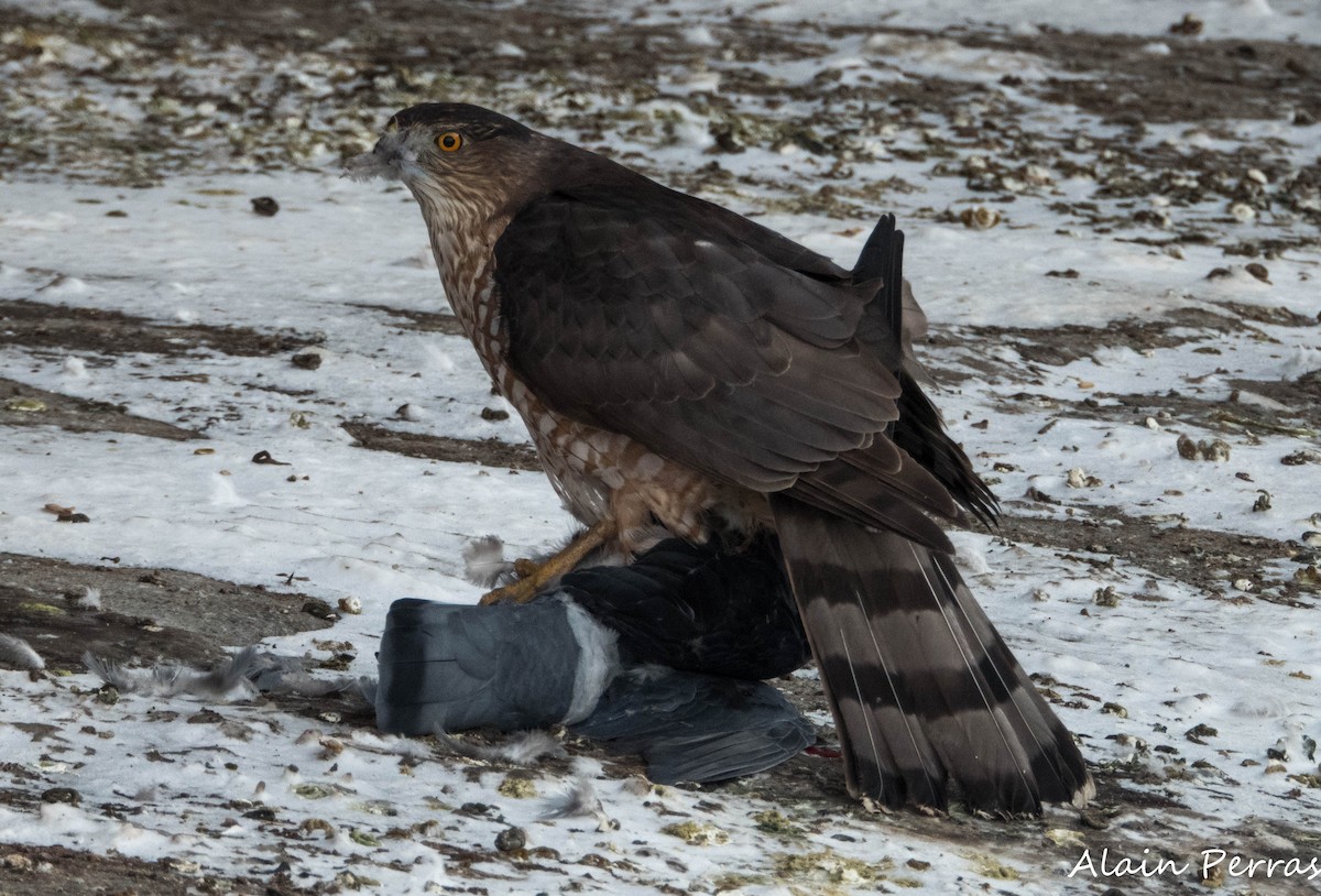 Cooper's Hawk - ML646441764