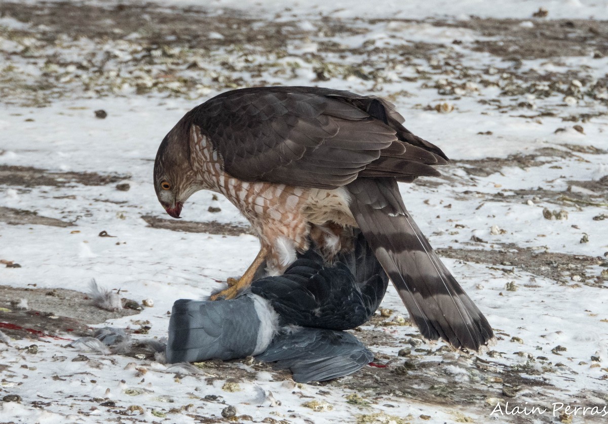 Cooper's Hawk - ML646441765
