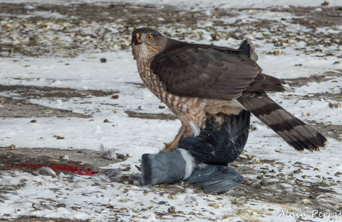 Cooper's Hawk - ML646441766