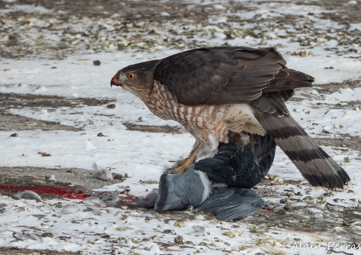 Cooper's Hawk - ML646441767