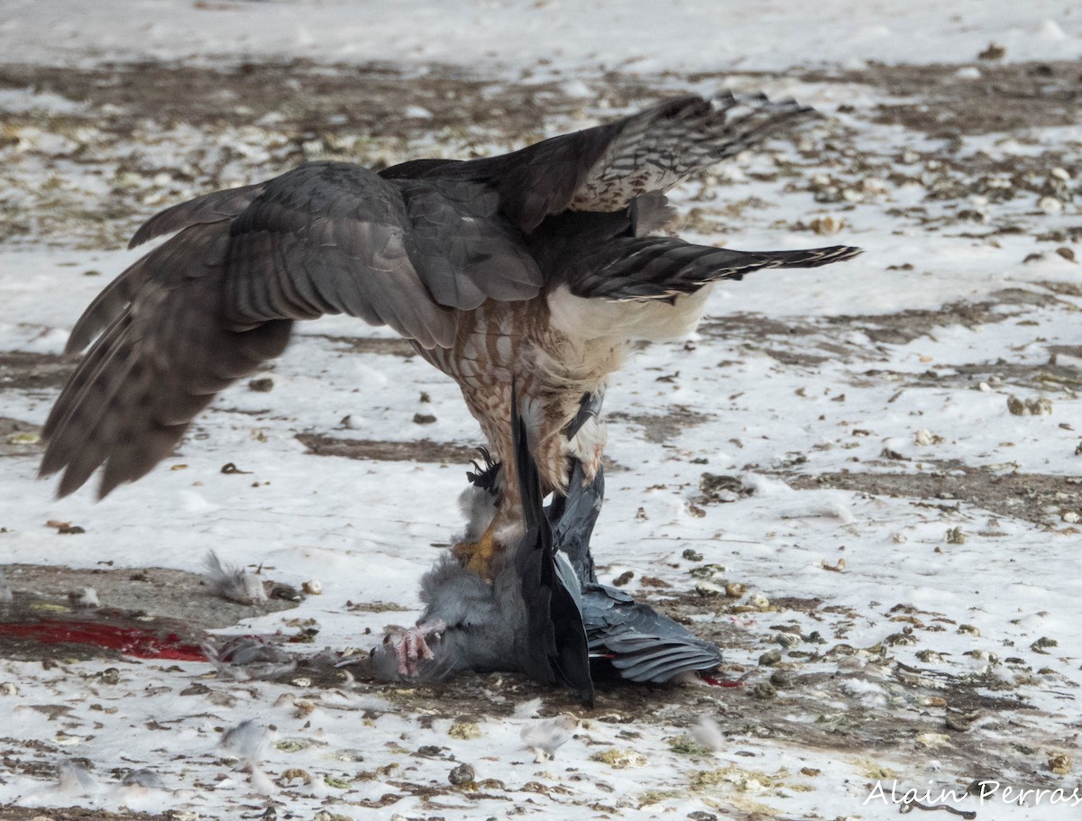 Cooper's Hawk - ML646441768
