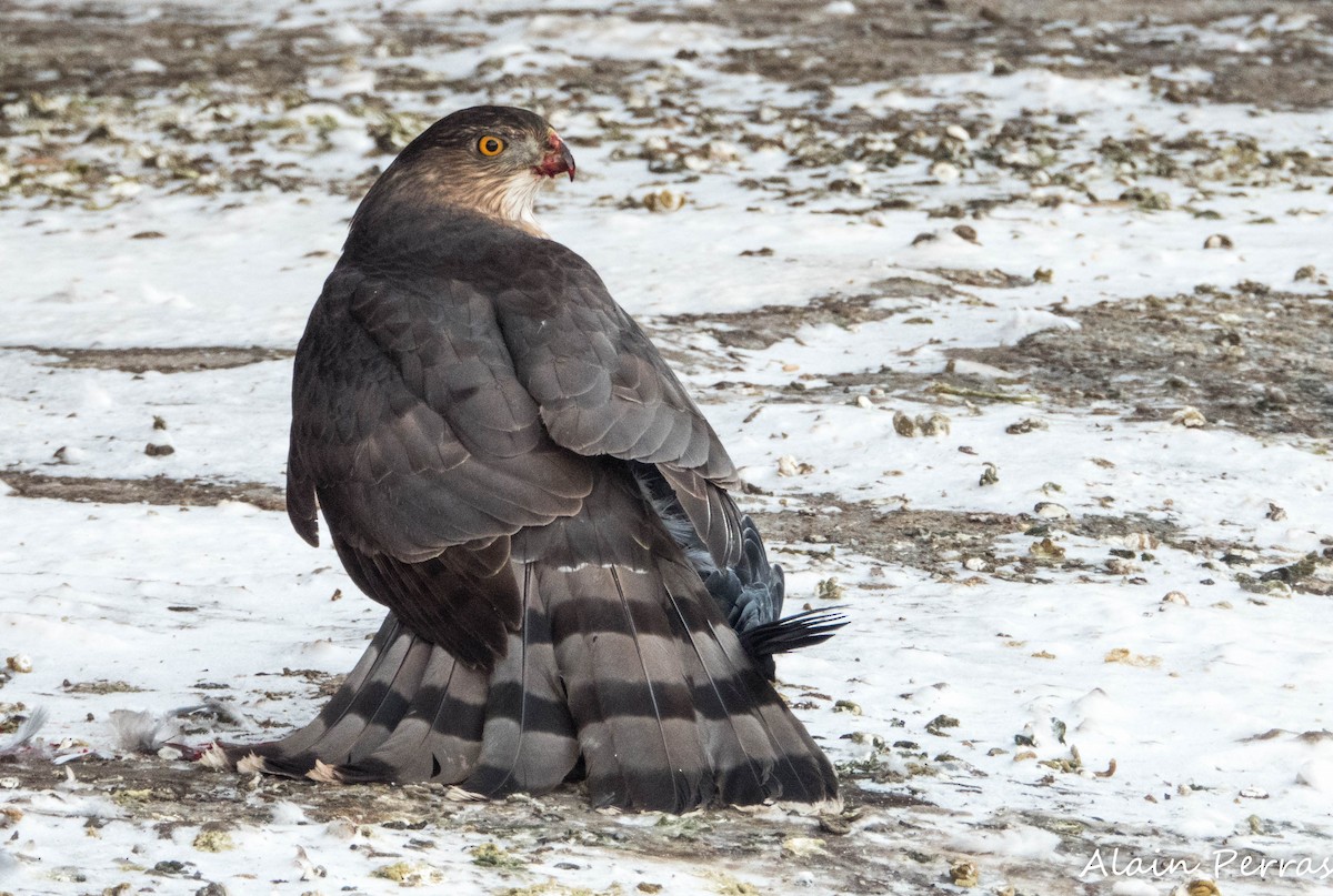 Cooper's Hawk - ML646441769
