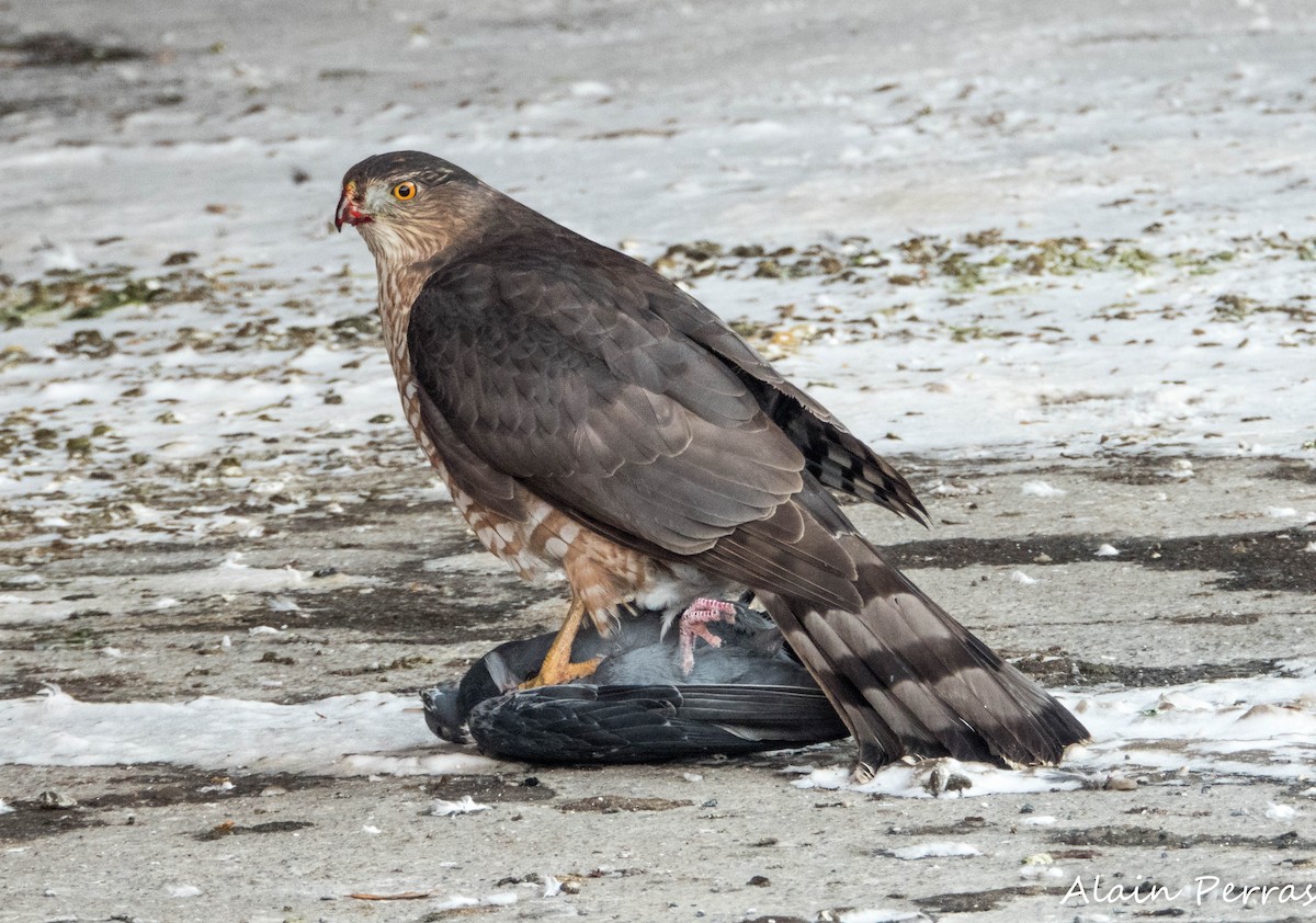 Cooper's Hawk - ML646441770
