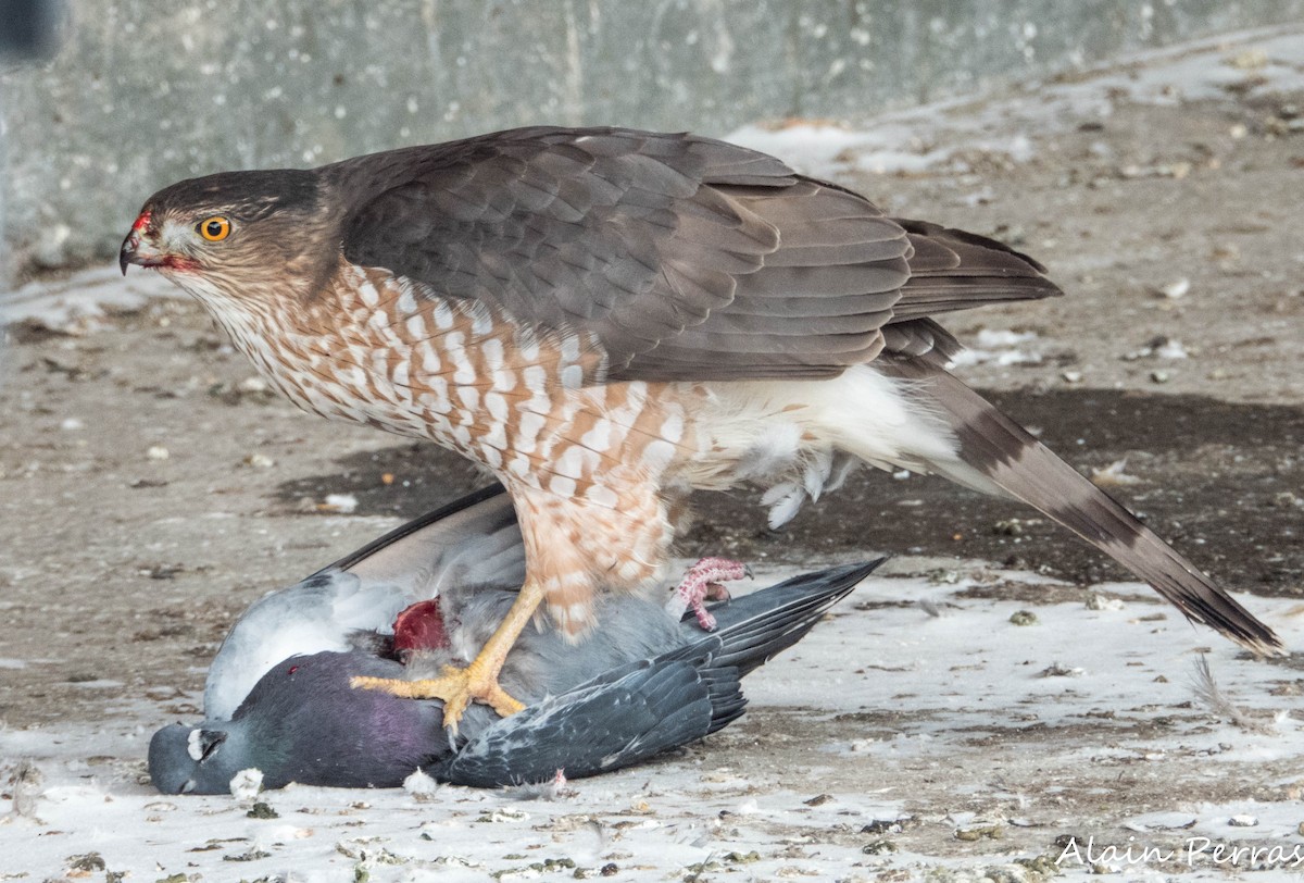 Cooper's Hawk - ML646441771