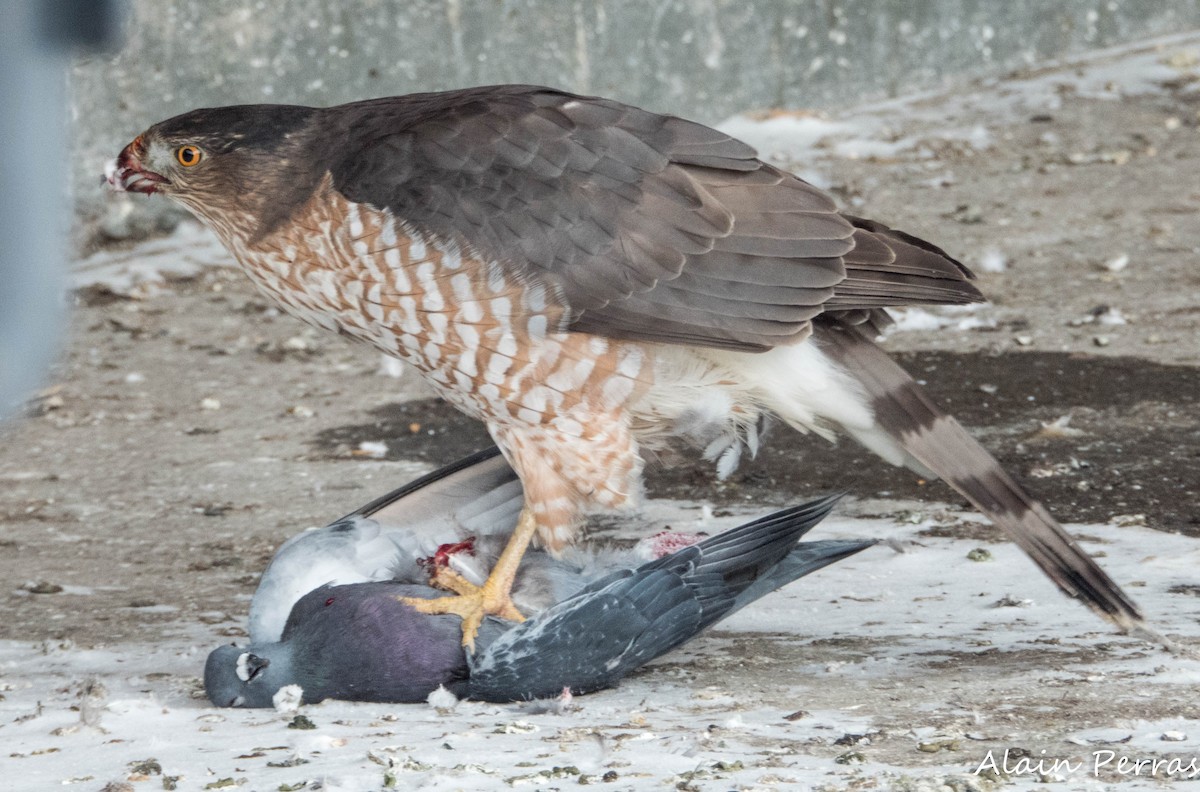 Cooper's Hawk - ML646441772