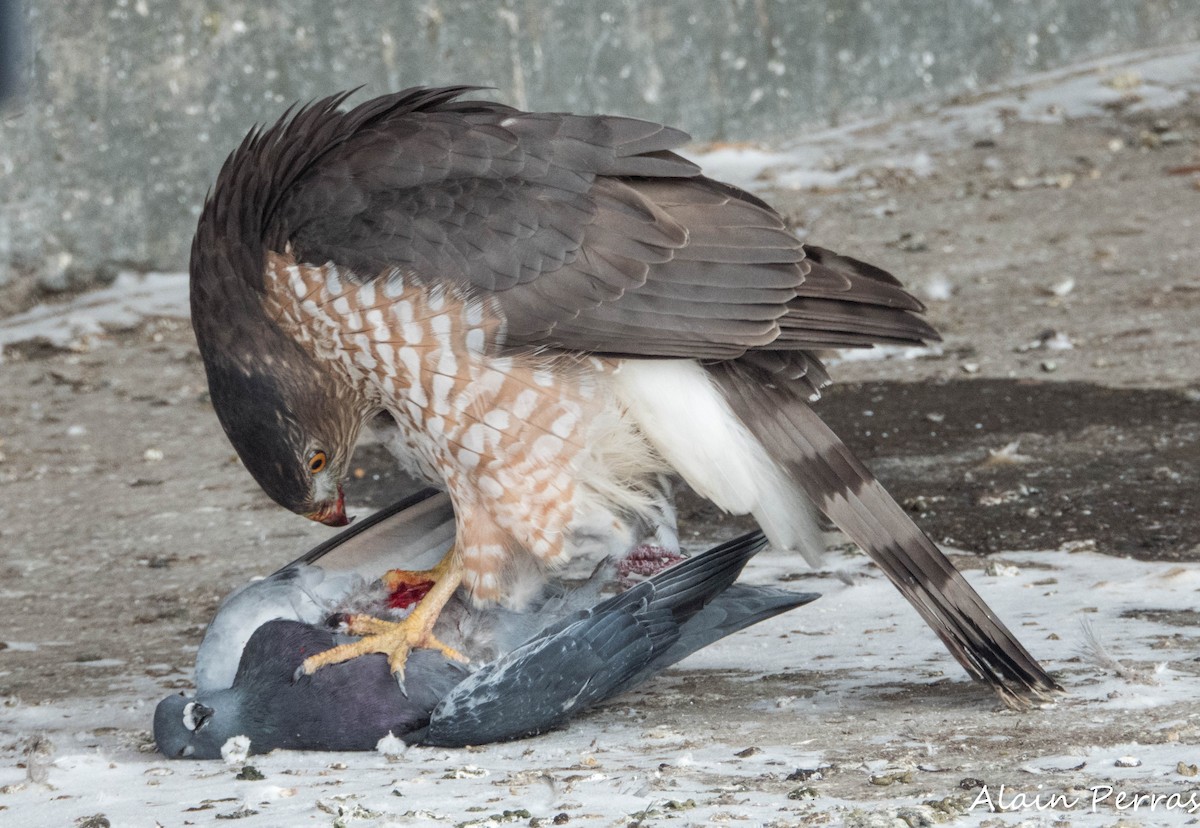 Cooper's Hawk - ML646441773