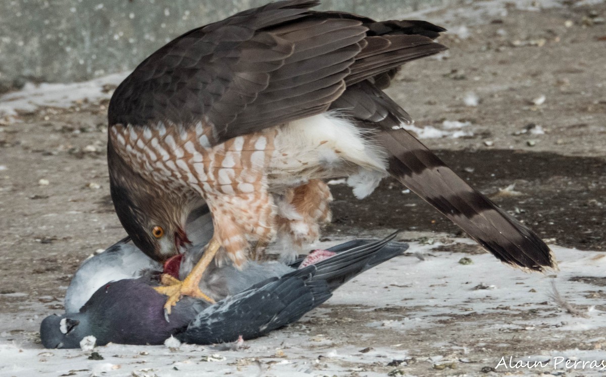 Cooper's Hawk - ML646441774