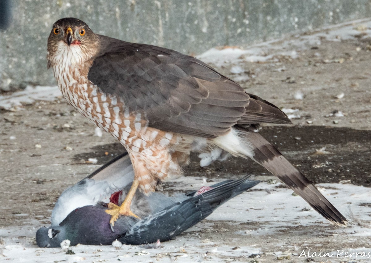 Cooper's Hawk - ML646441775