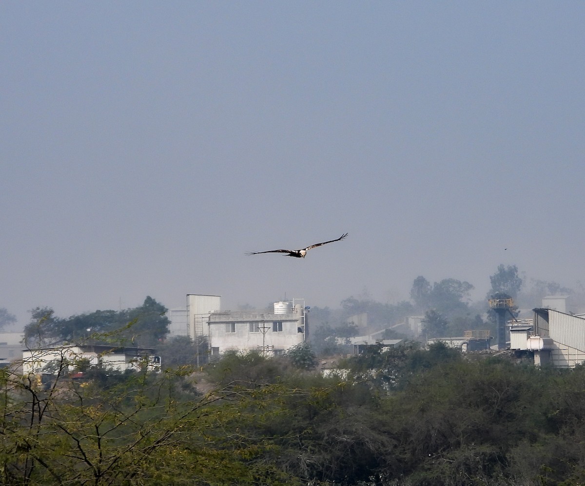 Western Marsh Harrier - ML646441776