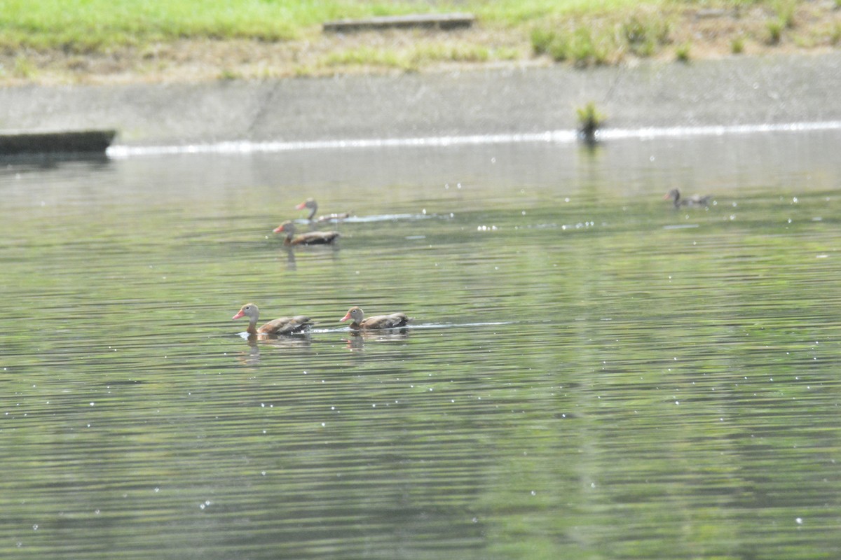 Black-bellied Whistling-Duck - ML646441777