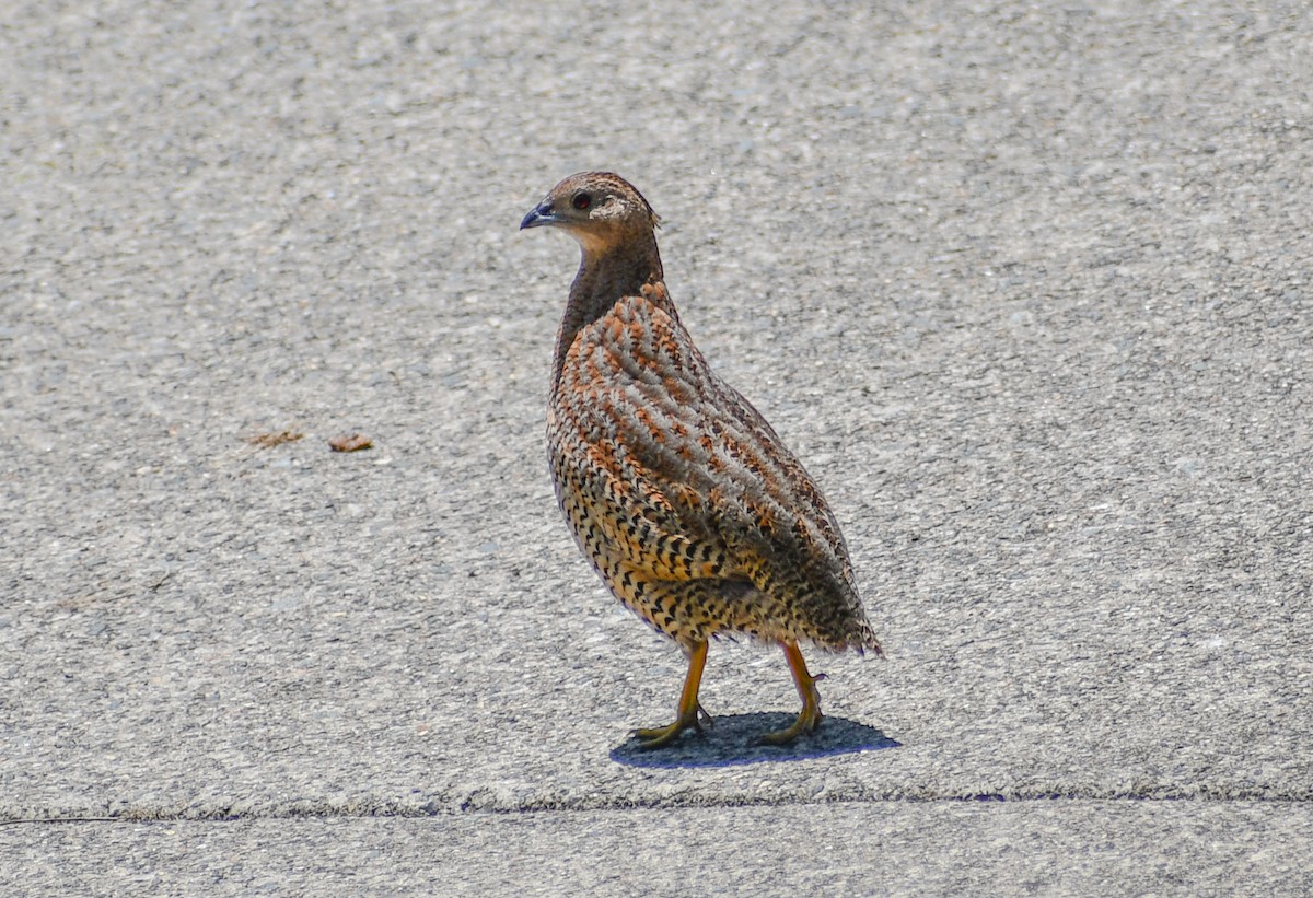 Brown Quail - ML646441778