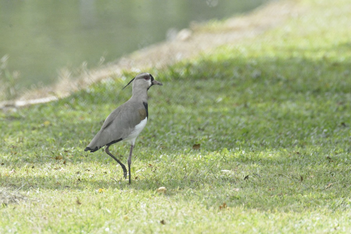 Southern Lapwing - ML646441779