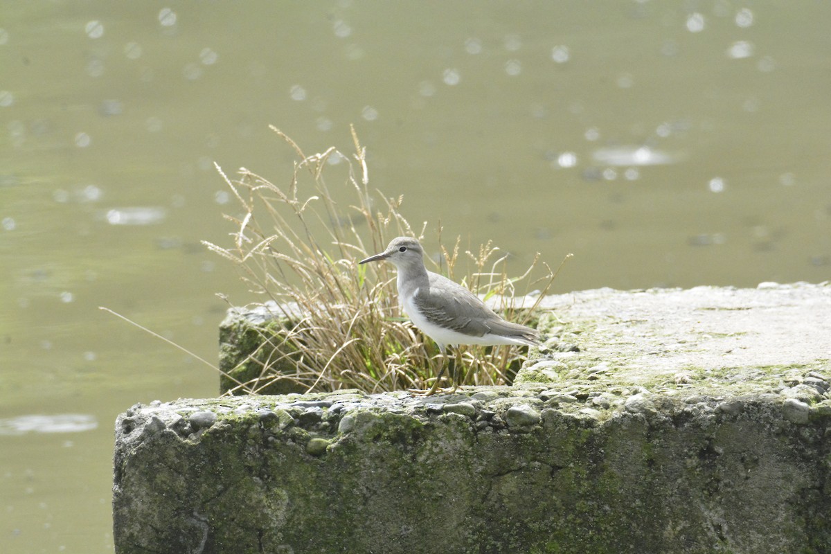 Spotted Sandpiper - ML646441780