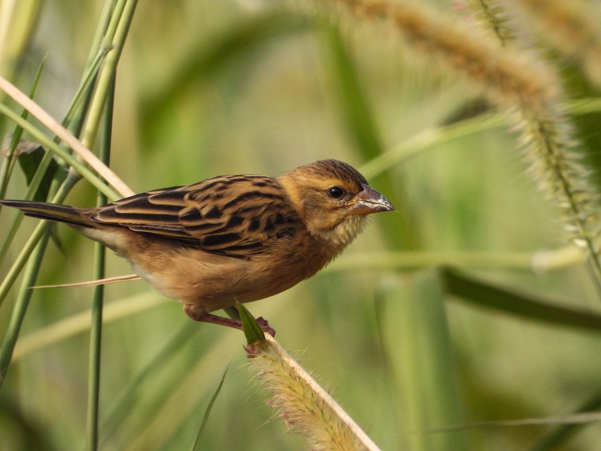 Baya Weaver - ML646441781