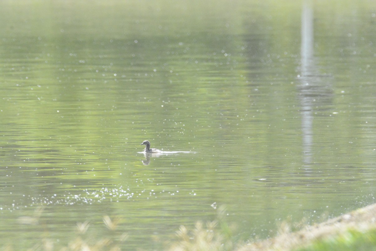 Least Grebe - ML646441782