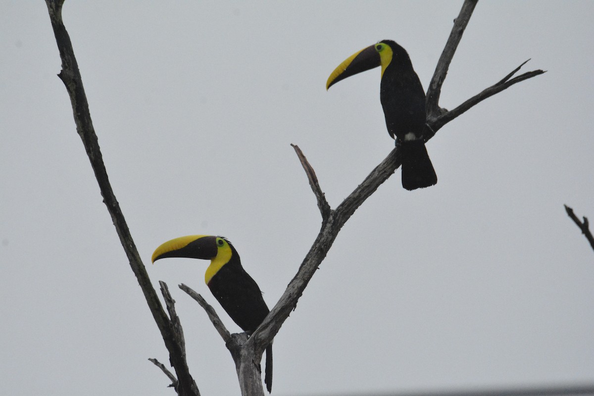 Yellow-throated Toucan - ML646441786