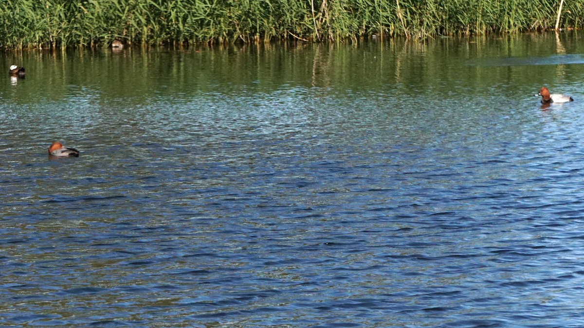 Common Pochard - ML646441787