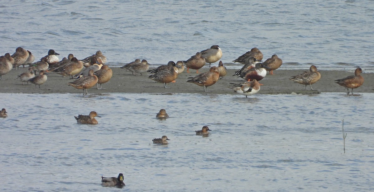 Northern Shoveler - ML646441789