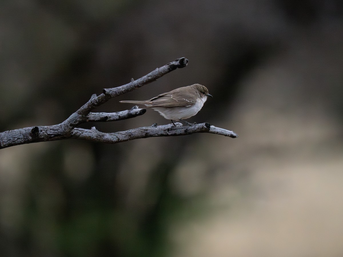 Marico Flycatcher - ML646441791