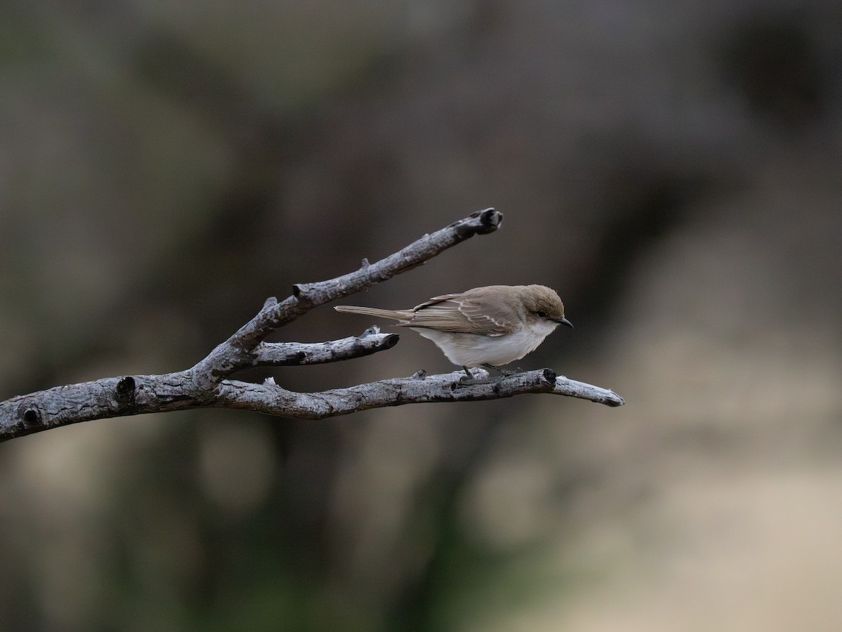 Marico Flycatcher - ML646441792