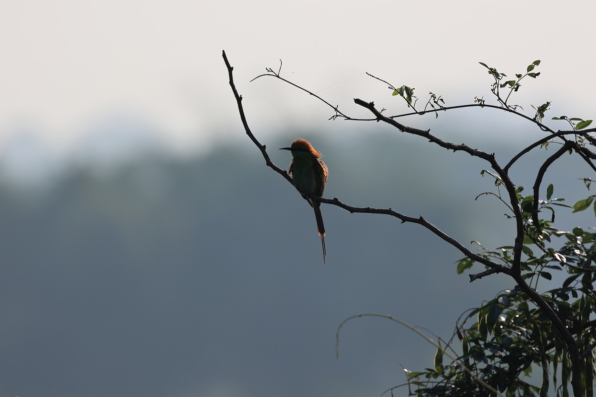 Asian Green Bee-eater - ML646441795