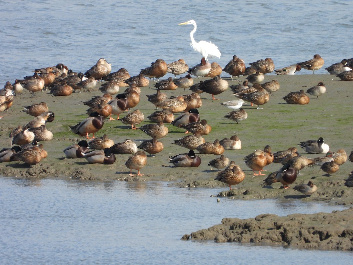 青足鷸 - ML646441796