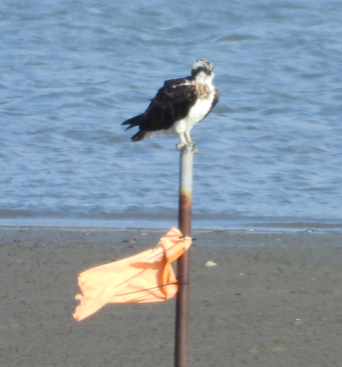 魚鷹 - ML646441802